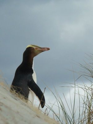 Otago Peninsula