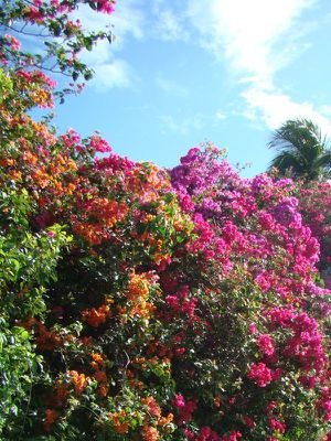 Guadeloupe