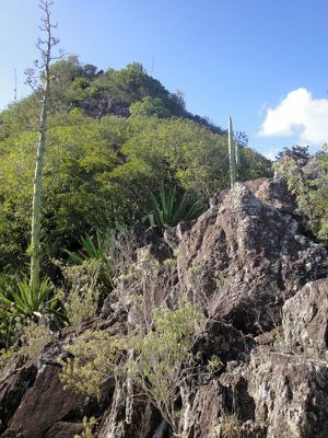 Morne Jacqueline