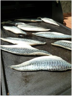 maquereaux.jpg