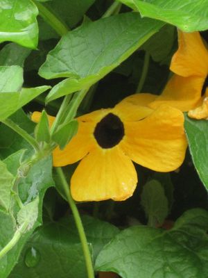 Fleurs (20)
