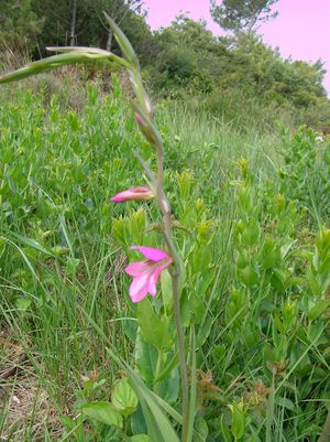 Gladiolus illyricus CirqueVivies StLaurentCabrerisse mai14
