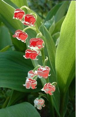 12-04-28-muguet-rouge--copie-1.jpg