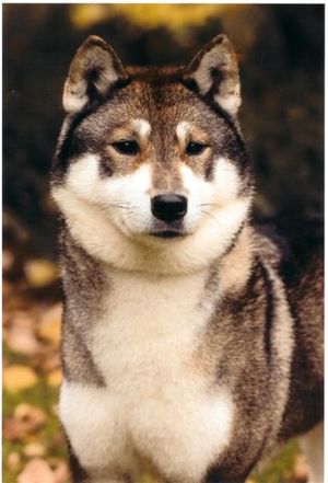shikoku-inu-nanako.jpg