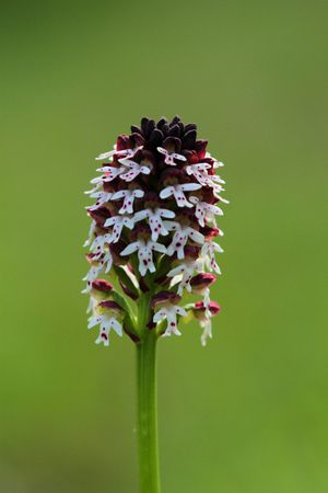 2014-04-26 Orchidées 042