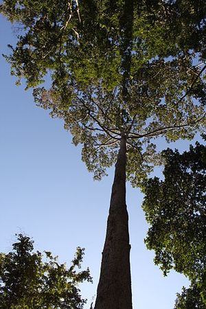 YANGNA-copie-1.jpg