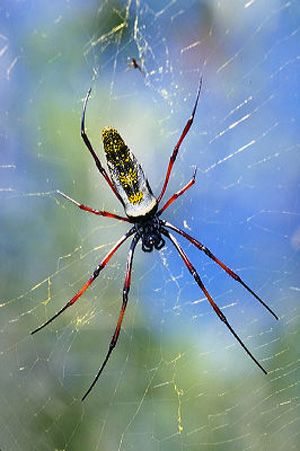 Nephila madagascariensis 