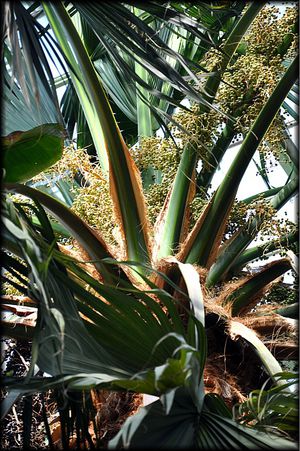 Serres-Tropicales-65a.jpg