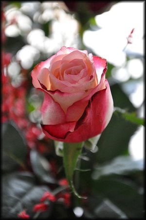 Roses-4a.jpg