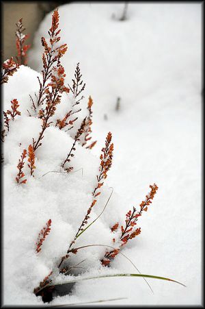 2013---Jardin-sous-la-neige-6a.jpg