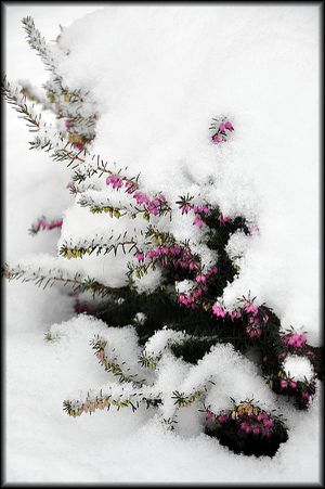 2013---Jardin-sous-la-neige-7a.jpg