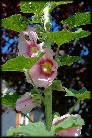 Les-Roses-Tremieres-1b.jpg