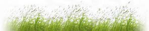 brins-herbe.jpg