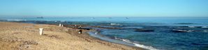 coquillage namibie