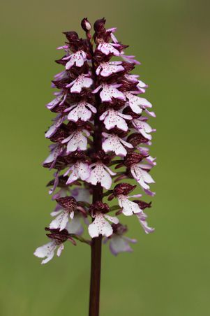 2014-04-26 Orchidées 011