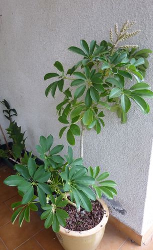 schefflera-en-fleurs.jpg