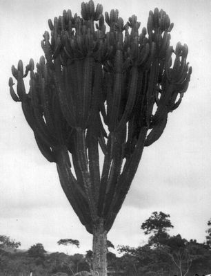 Cactus-euphorbe-congo