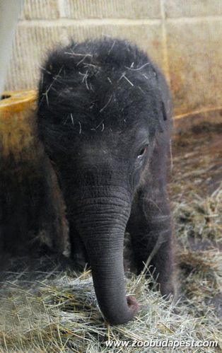 bebe-elephant-a-budapest.jpg