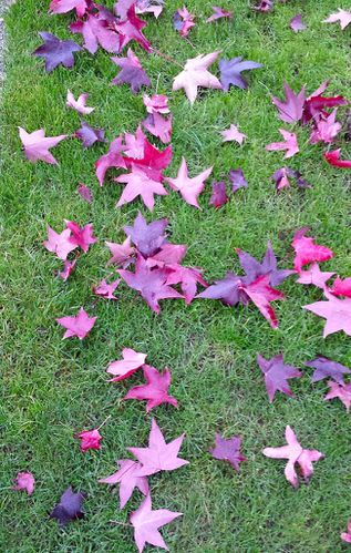 tapis-de-feuilles-violettes.jpg