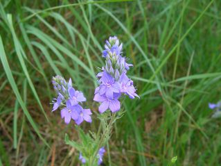 Veronica austriaca Germandree CirqueVivies StLaurentCabreri
