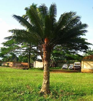 mossendjo-poste-cycas-palmier