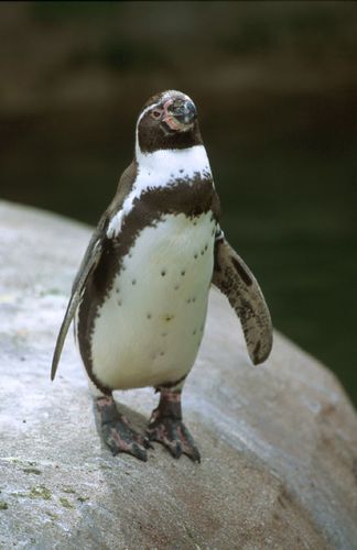 Pingouins9.jpg