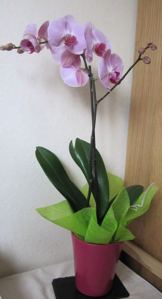 fleur-copie-1