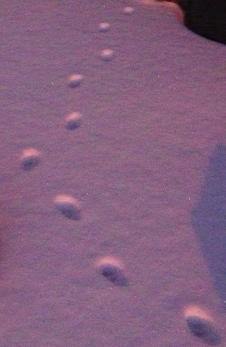 empreintes dans la neige2 - reduc1