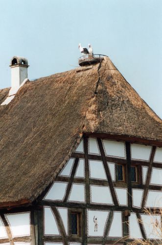 1993-cigognes-4.jpg