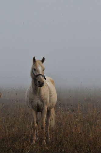 F11_4839.JPG