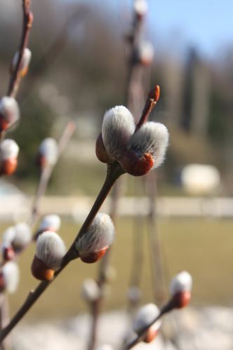 192-De-doux-bourgeons-jpg