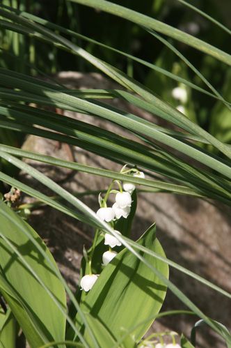 444-Muguet-jpg