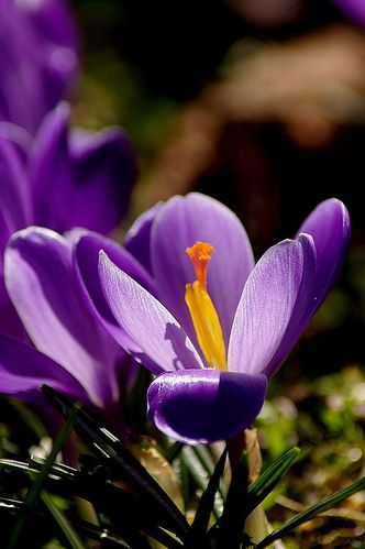 383744Crocus86.jpg