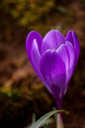 752398Crocus83.jpg