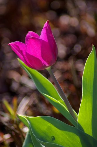 tulipe47.jpg