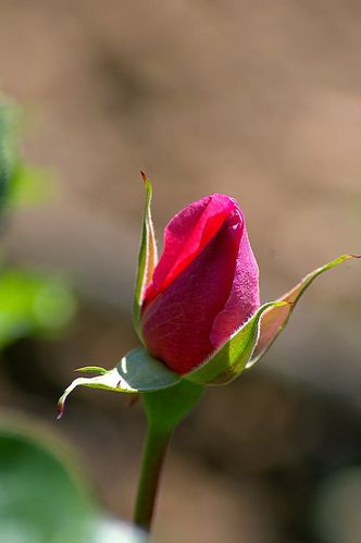 CONNAISSANCE-DE-LA-POESIE---AMOUR.jpg