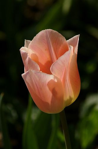 tulipe36.jpg