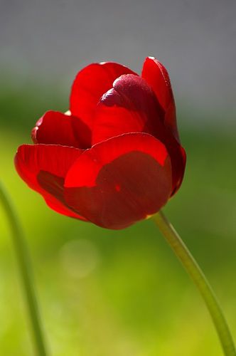 tulipe45.jpg