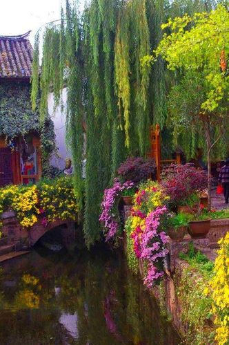 Fleurs D