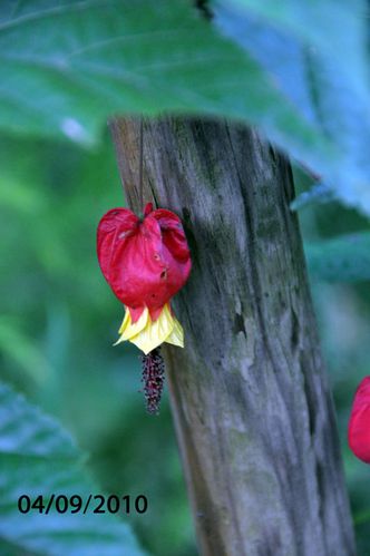 fleur-030.jpg