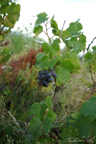 campagne-7