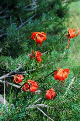 JUILLET2013-8982.JPG
