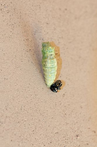 20121001chrysalide-machaon-1.jpg