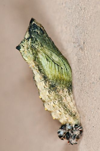 20121001chrysalide-machaon-2.jpg