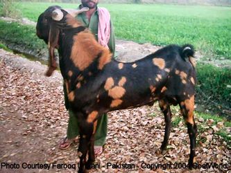 Bouc Kamori Pakistan
