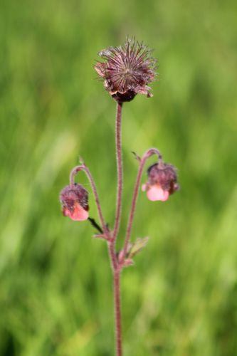 fleurs 0019