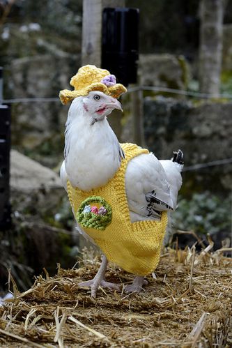 chicken_yellow_coat_medium2.jpg