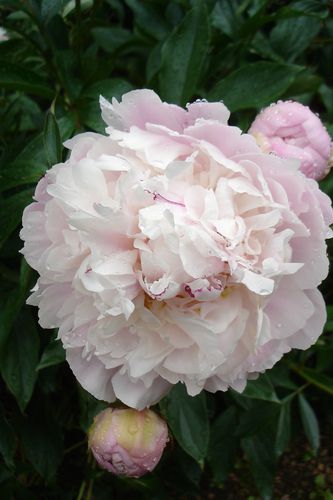 PIVOINE 1