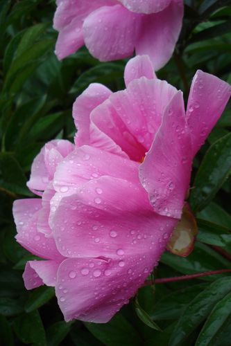 PIVOINE 3