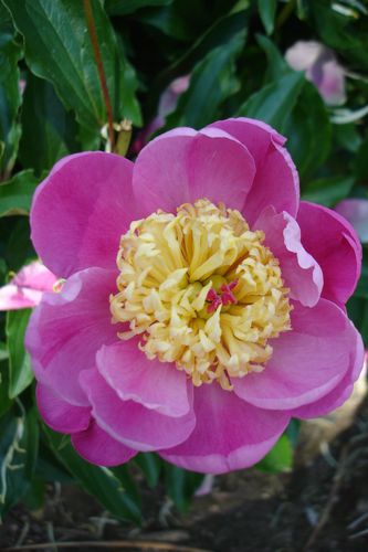 PIVOINE 4